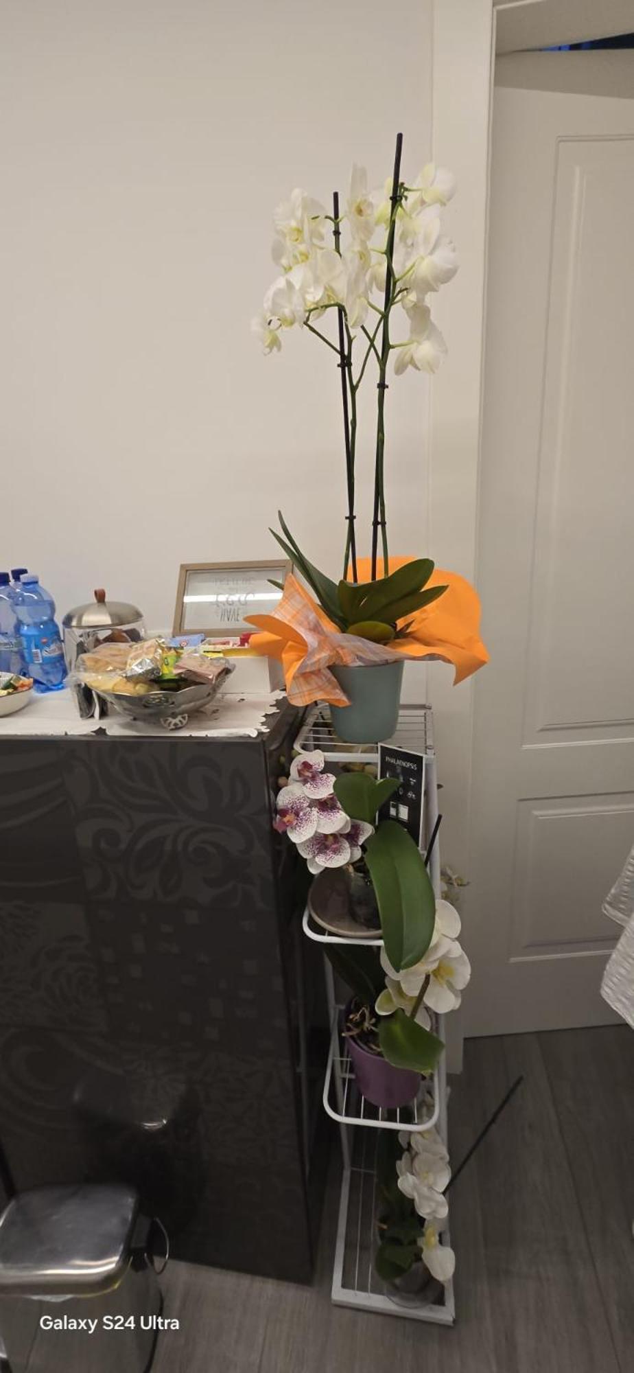 Orchidea Bed & Breakfast Bologna Ngoại thất bức ảnh